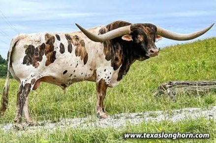 From Dickinson Cattle Company